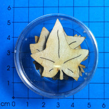 Lade das Bild in den Galerie-Viewer, 30mm in Dose ca. 8 St. Bastelzubehör, Bastelbedarf, Styropor, Styroporkugel, Styroporball, Styroporball, Styroporkugel, Bastelbedarf, Bastelzubehör, Styropor, LAH 21D03