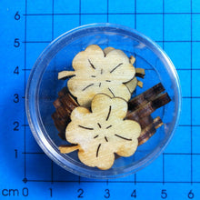 Lade das Bild in den Galerie-Viewer, Kleeblätter aus Holz