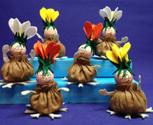 Lade das Bild in den Galerie-Viewer, Zwiebelblümchen (weiß, gelb, orange)