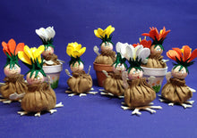 Lade das Bild in den Galerie-Viewer, Zwiebelblümchen (weiß, gelb, orange)